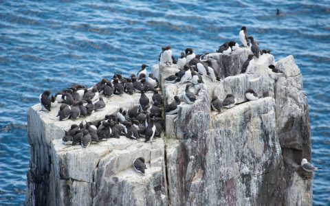 文本替换还在手动搞？这个在线工具直接搞定，省时又不出错